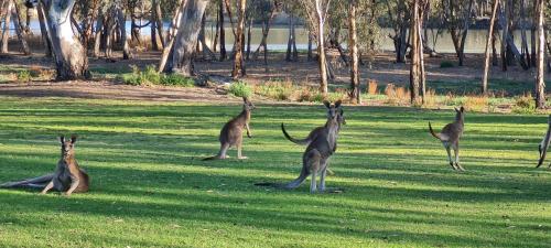 Skats, Riversands Rest Accommodation Scenic Riverfront Cottages, Paringa in Paringa