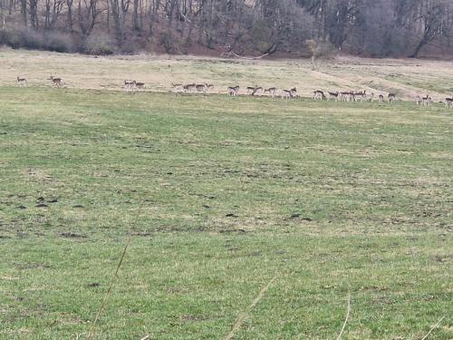 Gemütliches Ferienhaus in Mecklenburg-Vorpommern (Gemutliches Ferienhaus in Mecklenburg-Vorpommern) in 舊特雷普托