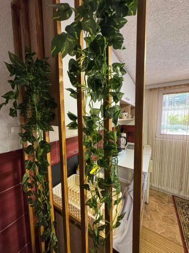 Apartman AMY in яйце