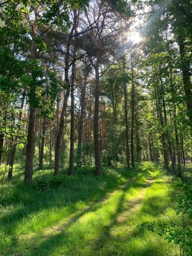 Vacation, also with a dog, in Stade! in Stade