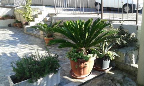 Il Pergolato – Matera, TX
