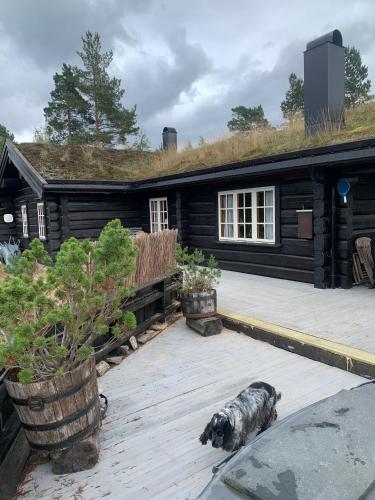 Familiehytte I Telemark med 4 soverom