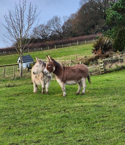 Luddie's Country Cottages - Poppy Cottage in Egton Bridge