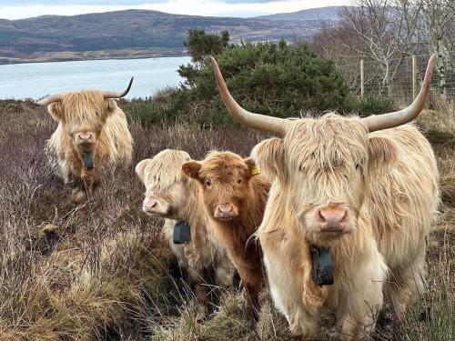 Croft View Caravan Holidays in Boreraig