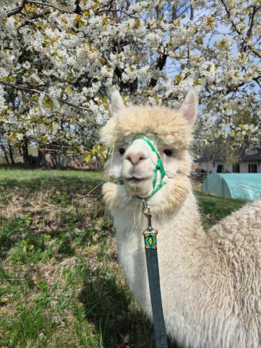 Tinyhouse mit Alpakas - Ruhe &Natur Rosmarinzeit Südburgenland (Tinyhouse mit Alpakas - Ruhe &Natur Rosmarinzeit Sudburgenland) in Gerersdorf Bei Gussing