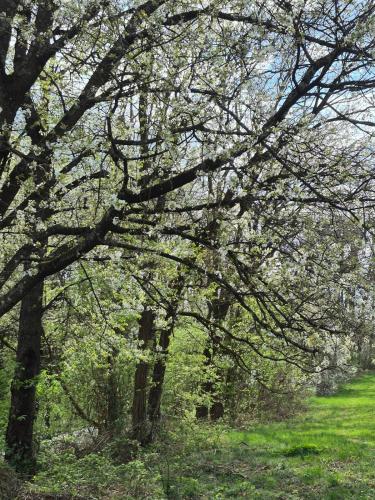 Kert, Tinyhouse mit Alpakas Ruhe &Natur-Waldminze Südburgenland (Tinyhouse mit Alpakas Ruhe &Natur-Waldminze Sudburgenland) in Gerersdorf Bei Gussing