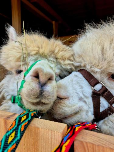Tinyhouse mit Alpakas Ruhe &Natur-Waldminze Südburgenland (Tinyhouse mit Alpakas Ruhe &Natur-Waldminze Sudburgenland) in Gerersdorf Bei Gussing