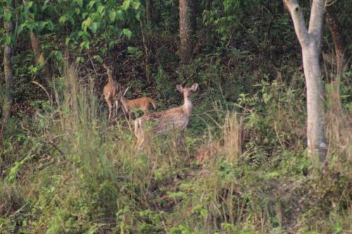 Tharu Community Homestay No 1 in Meghauli