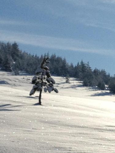 Previja Zlatibor Chalet - image 5