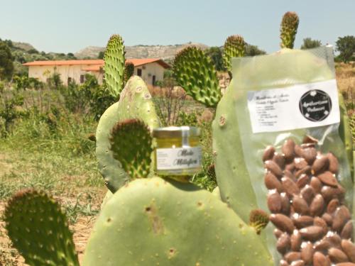  Agriturismo PALMERI in Avola