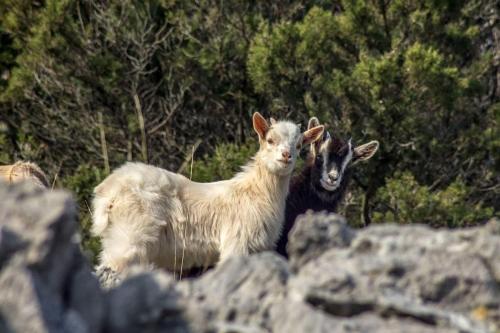 Apartments Danica in Nerezine