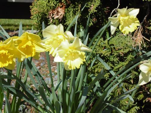 凯亚度假屋图片