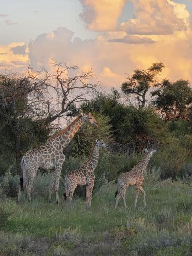 Boscia African Farm