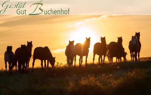 Viesnīcas āriene, Herrenhaus Gut Buchenhof in Romhild
