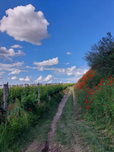 Gästehaus Weingut Mangel in Endingen, Deutschland