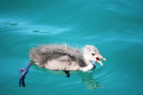 Der Ronacherfels Der Ronacherfels图片