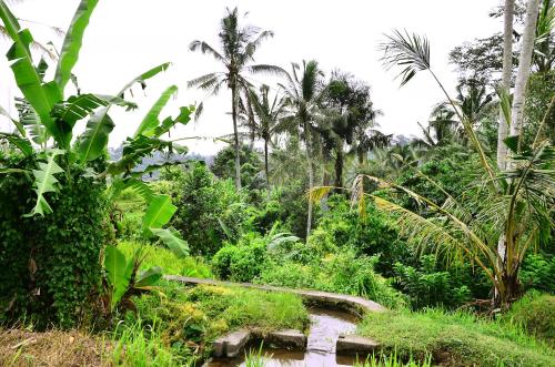 Ubud Sawah Scenery Villa and Homestay