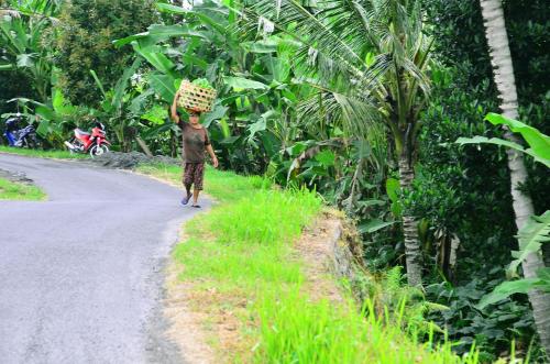 Ubud Sawah Scenery Villa and Homestay