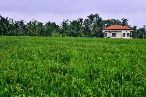 Ubud Sawah Scenery Villa and Homestay