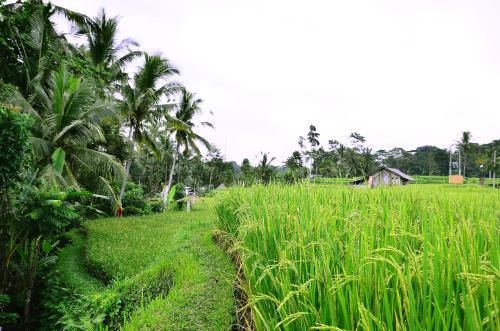 Ubud Sawah Scenery Villa and Homestay