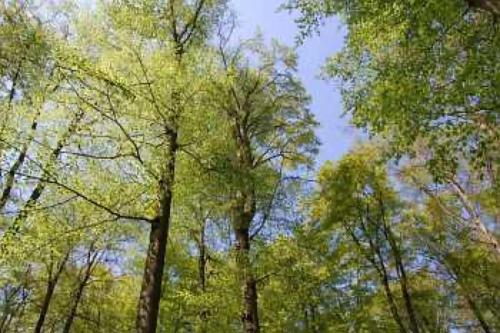 Viesnīcas āriene, Ferienhäuser Hainichhöhe (Ferienhauser Hainichhohe) in Horselberg-Hainich Ot Behringen