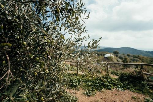  Reggioli- Appartamento Erborista in Gaiole in Chianti