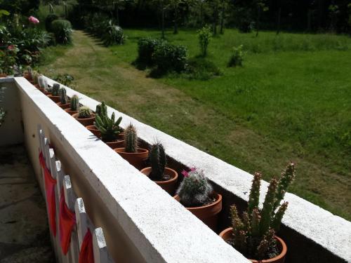 13 Bees - image 6