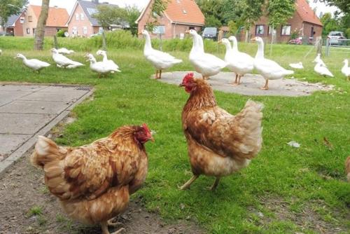 Ferienhof Martens in Schülperweide, Deutschland