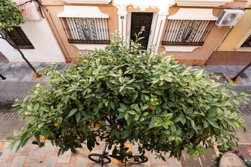 Town Apartment in Fuengirola Centre - image 4