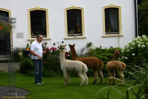 Alpakahof Blomberg in Meinerzhagen, Deutschland