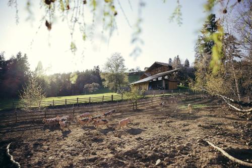 Hotelli välisilme, Obertimpflerhof Wohnung Rosi in Verano