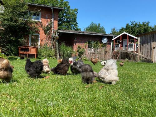 Tiny Rooster Lodge in Alt Duvenstedt, Deutschland