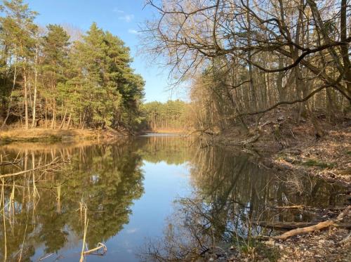 A szálláshely kívülről, Bungalow im Wald am See - Biberspur in Coswig (Anhalt)