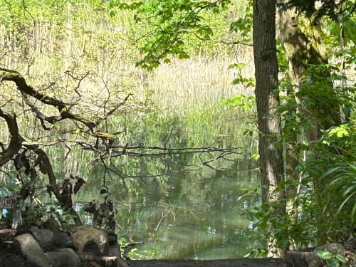A szálláshely kívülről, Bungalow im Wald am See - Biberspur in Coswig (Anhalt)