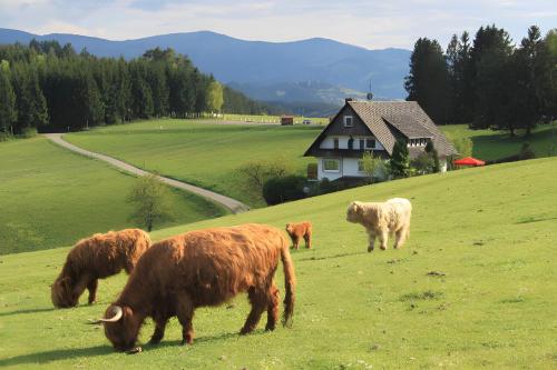 Cafe Pension Pfaus Heidburg - Gutach im Breisgau