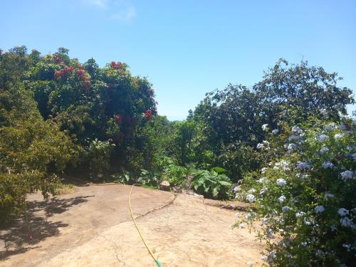 La Carpintera, Tijarafe (foto 9)