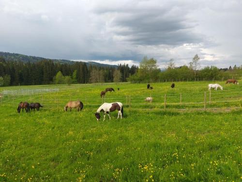 Lieblingsplatz in Weiler-Simmerberg, Deutschland