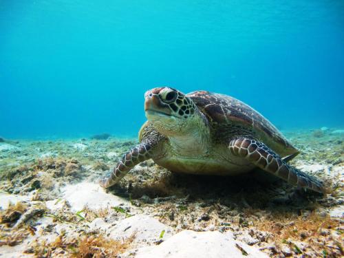 渡嘉敷島：擁有美麗大海、綠意盎然的沖繩離島