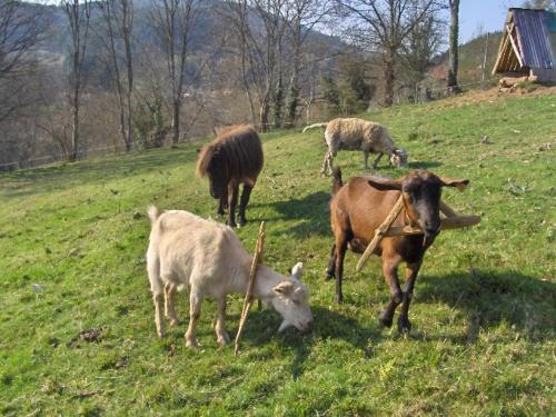 Gite des Benoits in Saint Nicolas Des Biefs
