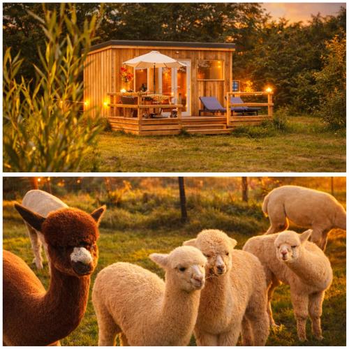 Dartmoor Reach Alpaca Farm - Harcombe