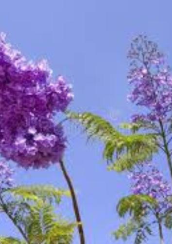 El Jacaranda