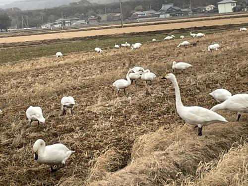 Kohaku - Vacation STAY 20499 in Nagahama