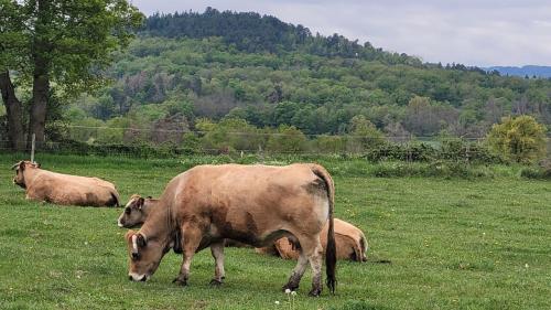 . Un petit nid à la campagne