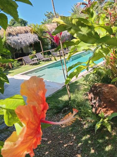 Jardín, BUNGALOWS COLIBRI in Las Galeras
