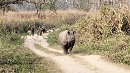 Tiger Wildlife Camp in Namarjung