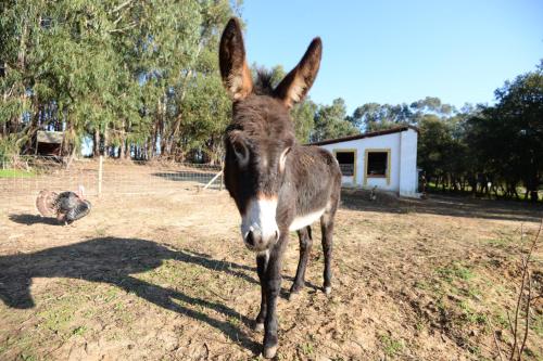 

Quinta Pedagógica da Samoqueirinha - Duna Parque Group