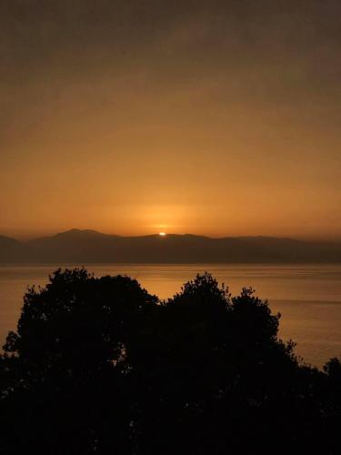 Fitalmios in Driopi (Attiki)