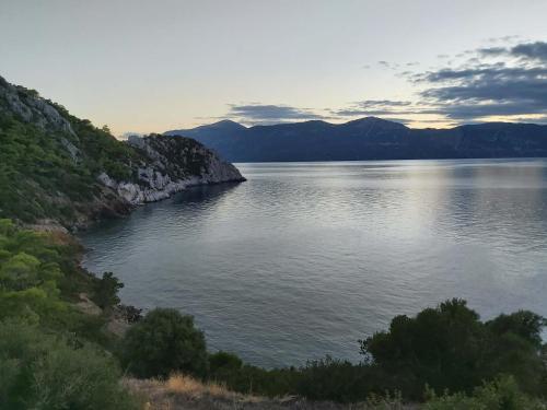 Fitalmios in Driopi (Attiki)