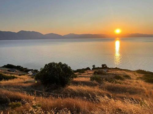 Fitalmios in Driopi (Attiki)