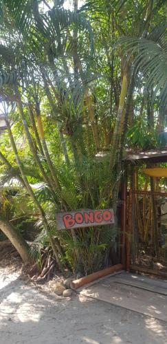 Bongosurfcamp
